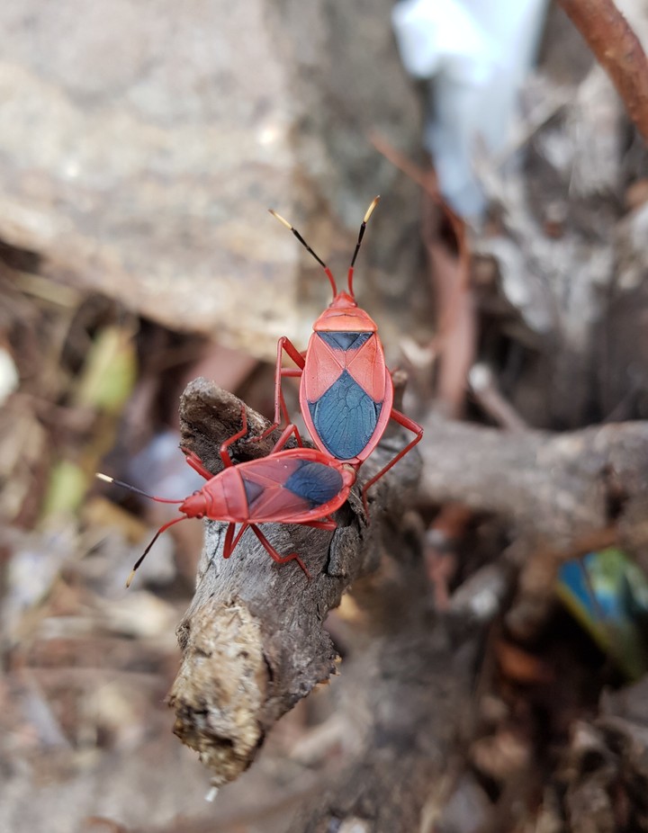 Some bugs!