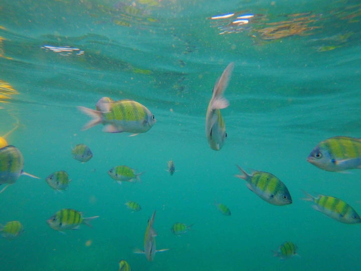 fish