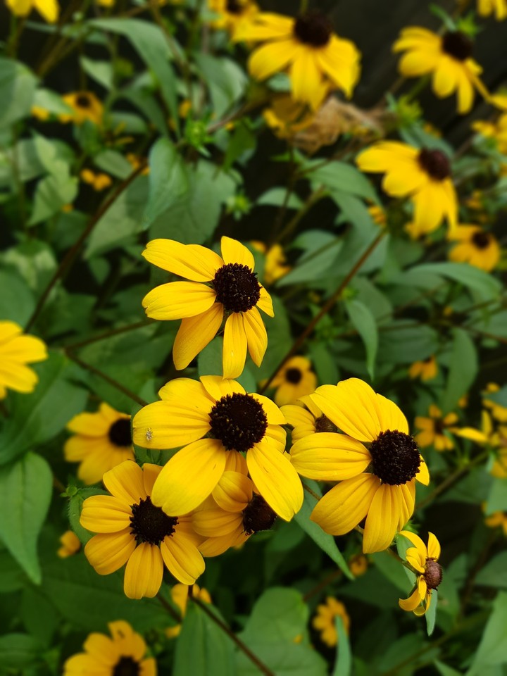 flowers