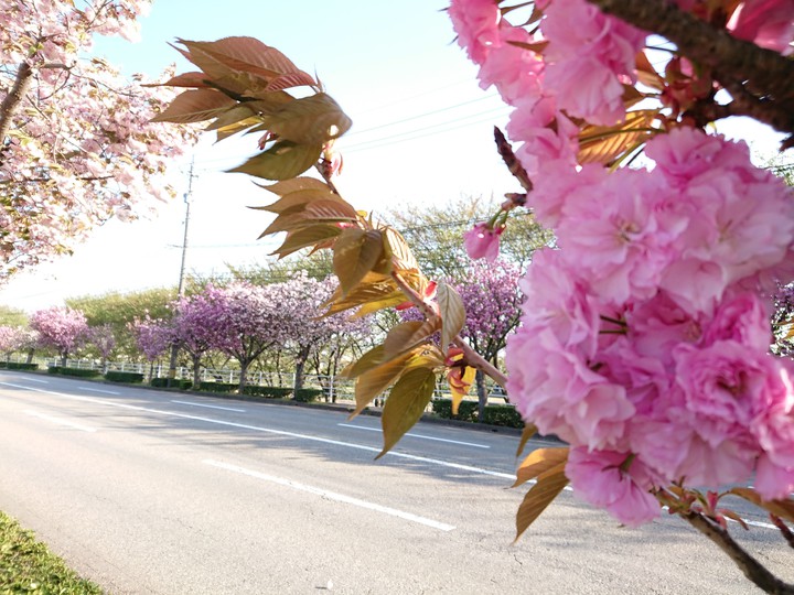 八重桜2