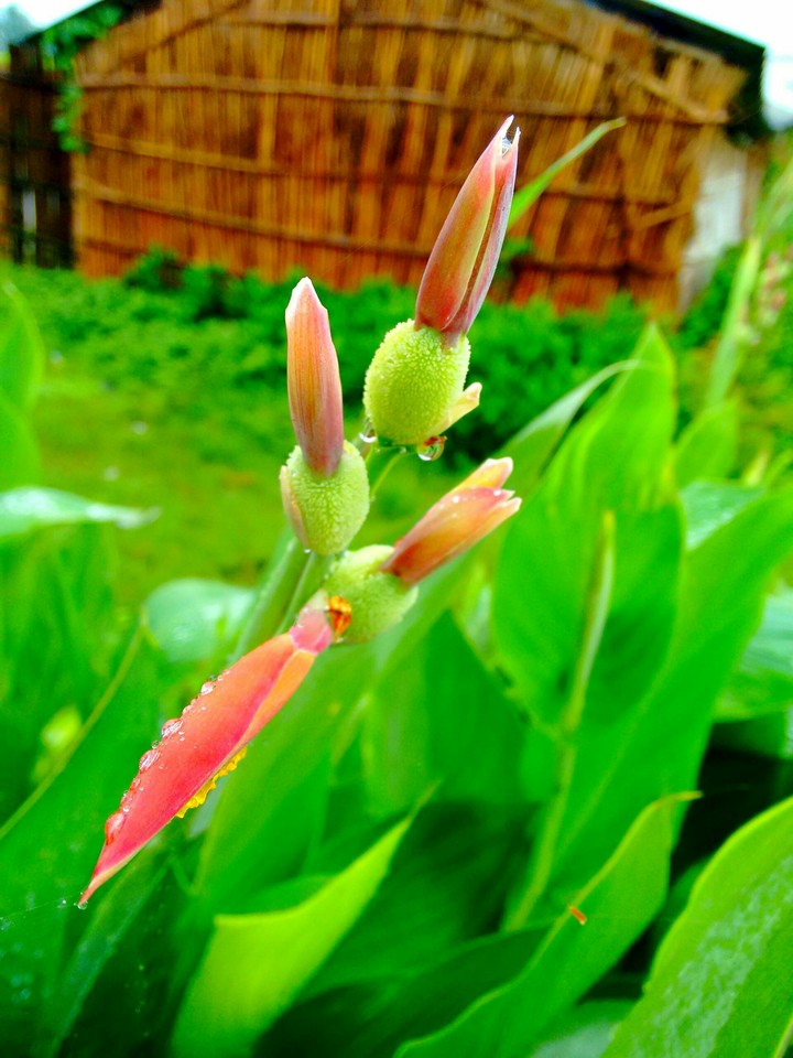 beautiful click by MOTO X PLAY