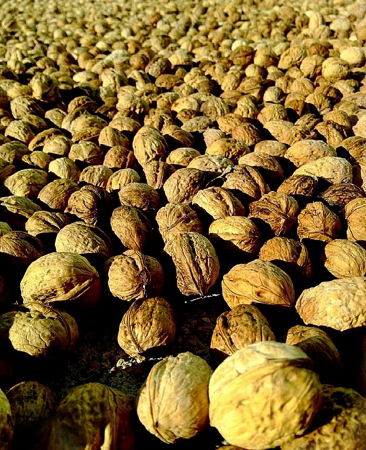walnut