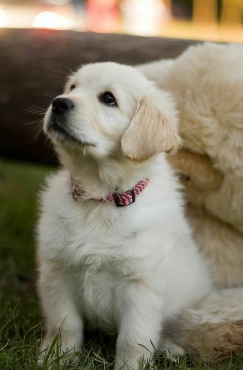 puppy