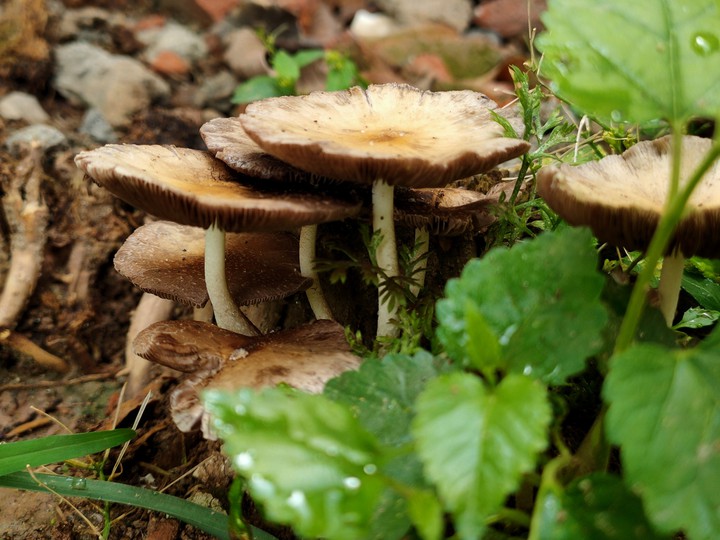 Toad Stool