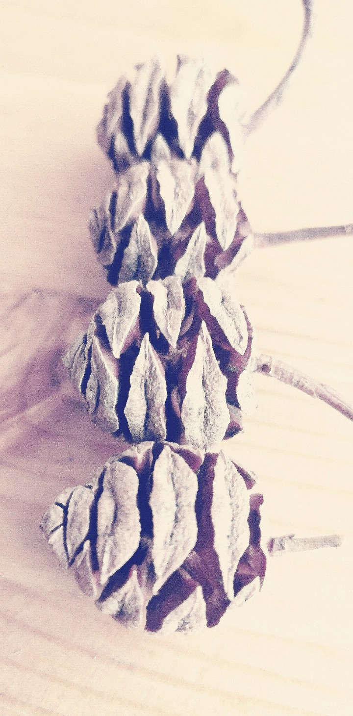 Cone_pink_magic