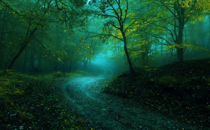 Road to the forest
