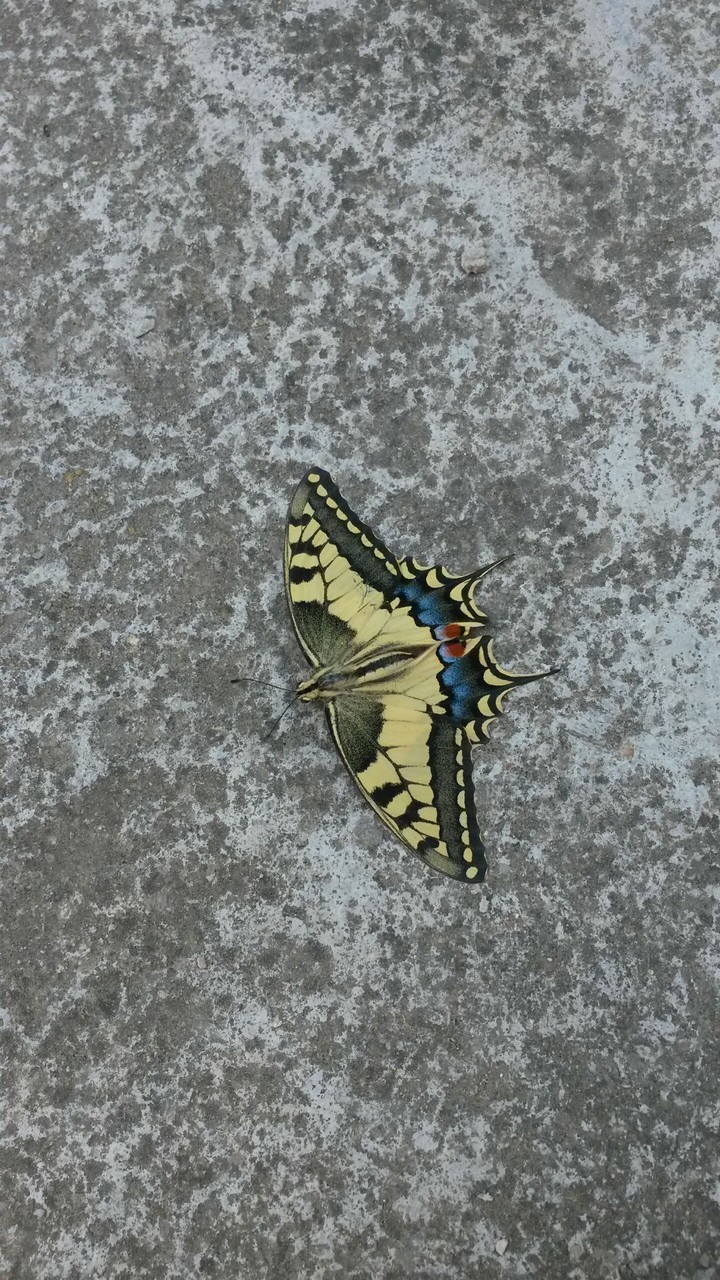 Big Butterfly