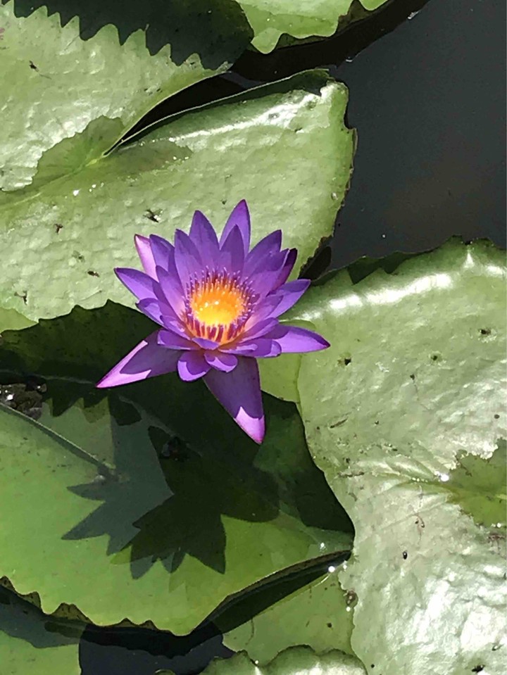 Lotus ?