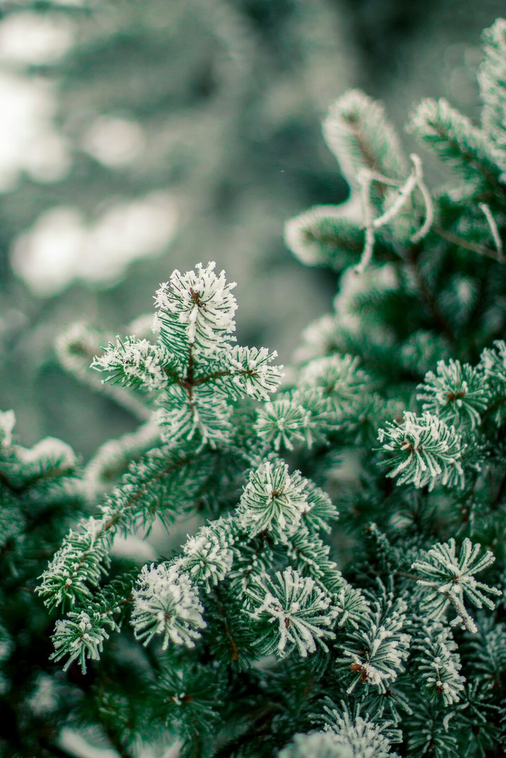 Beautiful fir with snow on it.