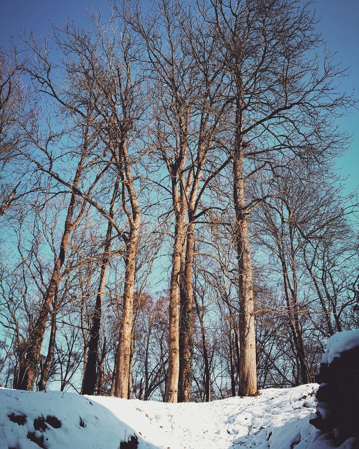 forest