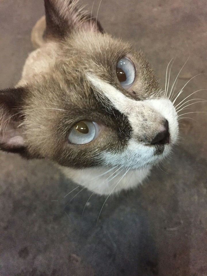 CAT :)