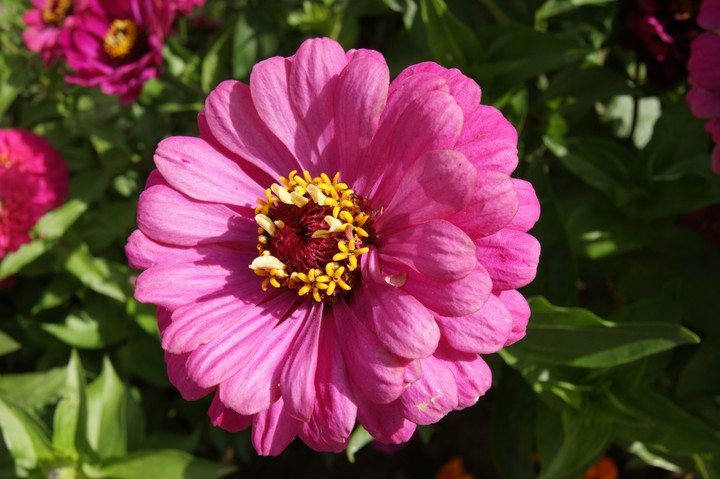 flowers