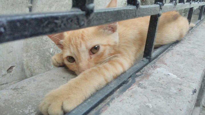 lazy kitty...