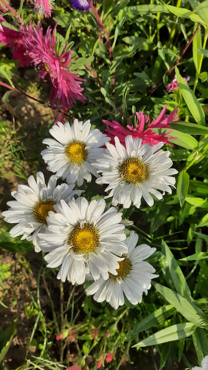 white flower