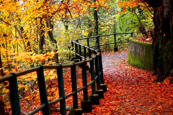 forest in fall