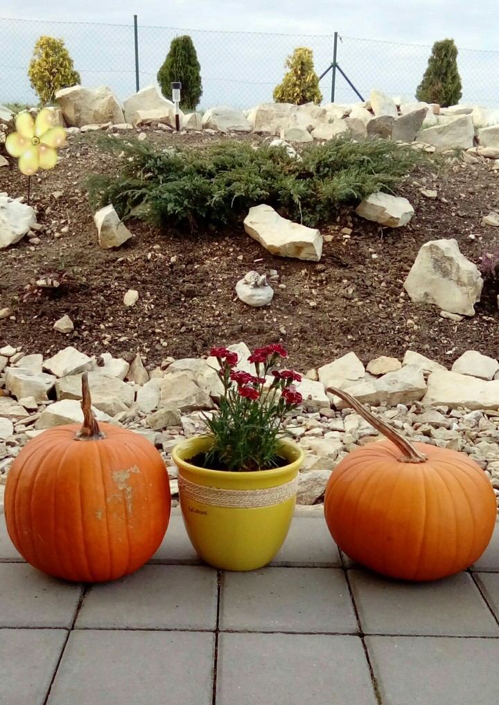 autumn is coming in your garden!