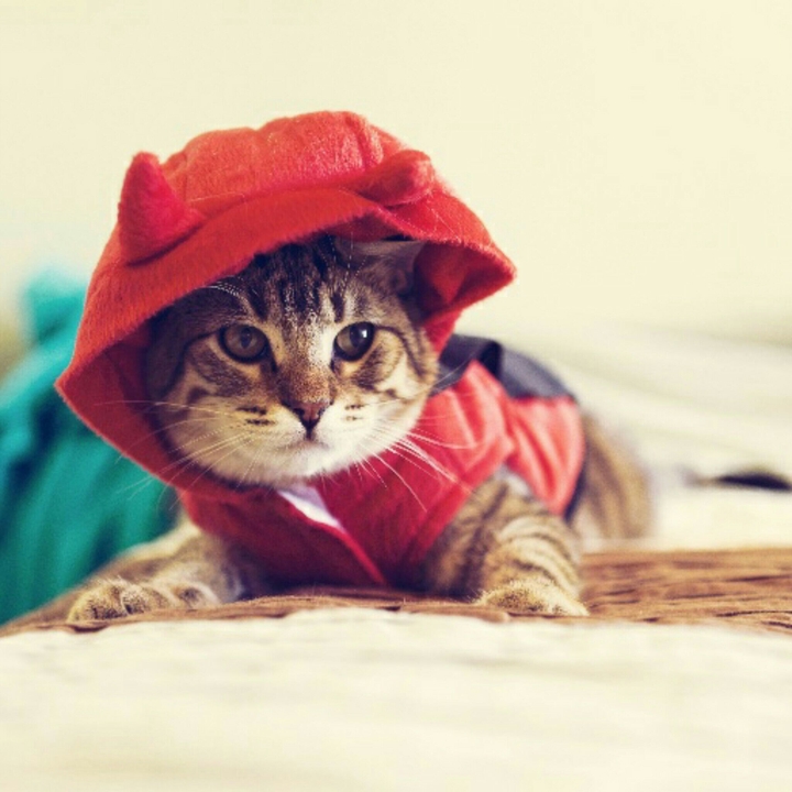 cat