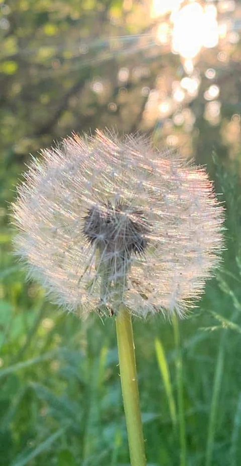 hình nền grass, Close-up