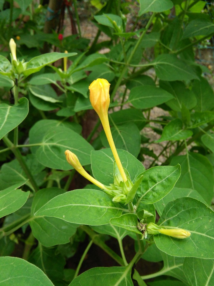 blooming flower