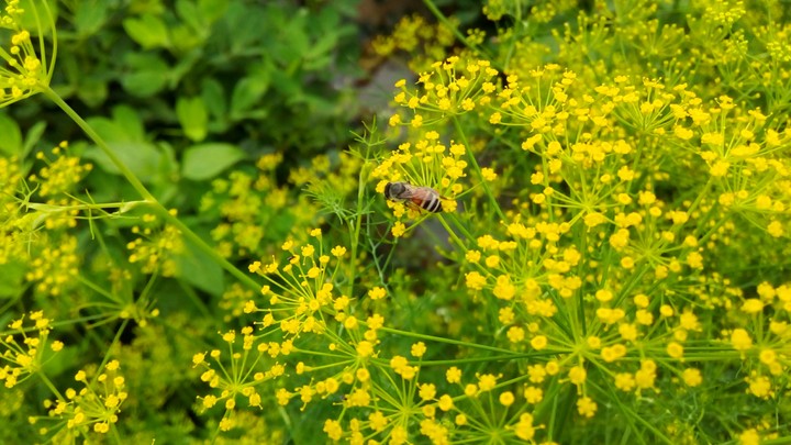 Honey bee!!