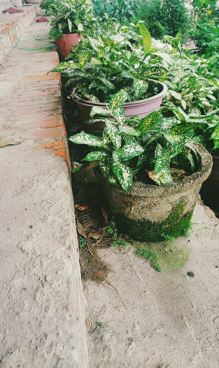 Đơn giản