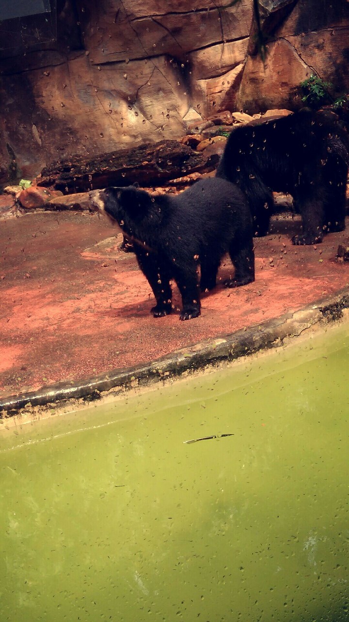 Bear