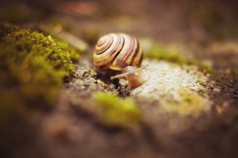 nature, Close-up壁紙