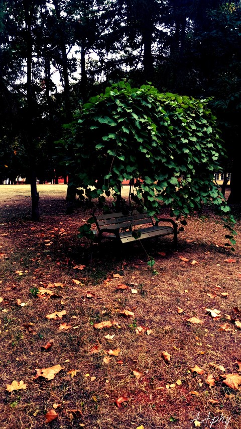 nature