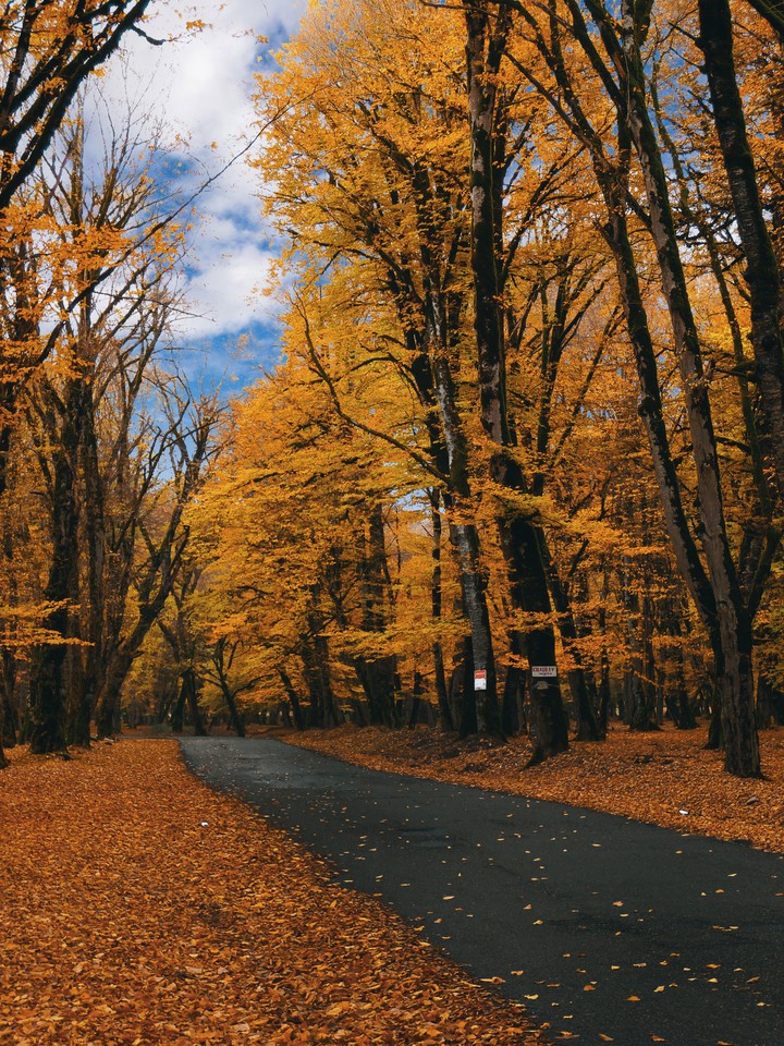 autumn