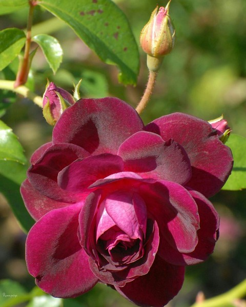tapety flora, flower