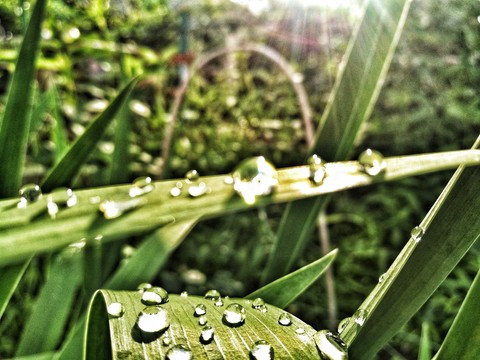 light green