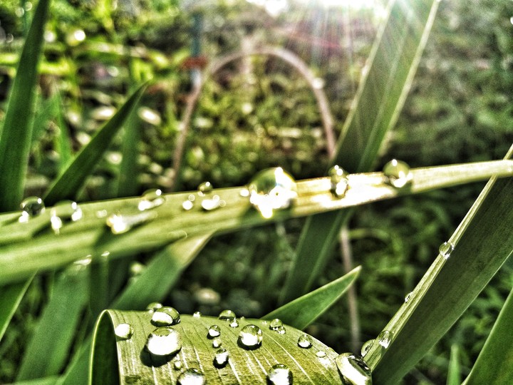 light green