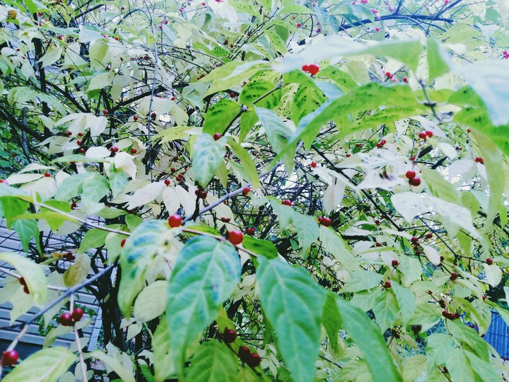 calm fall