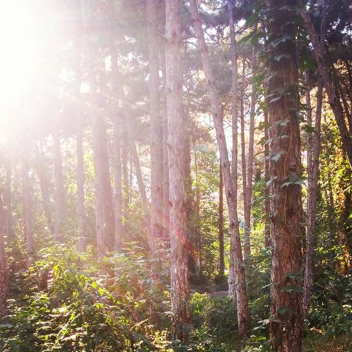 tree sun