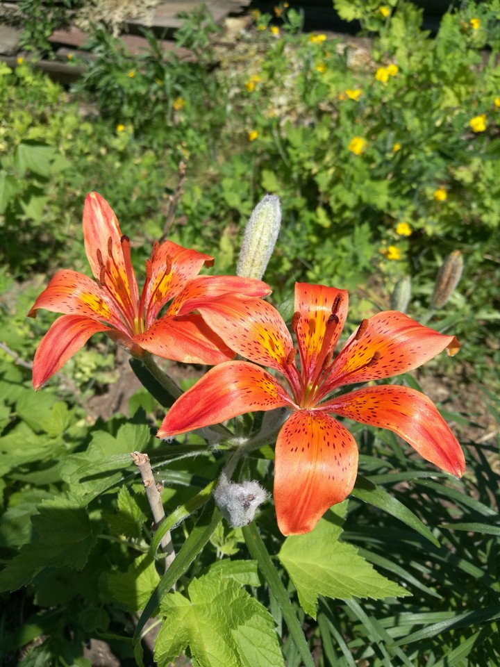 цветы