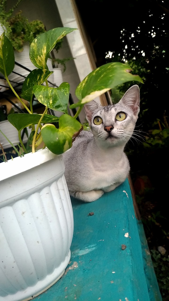 meera