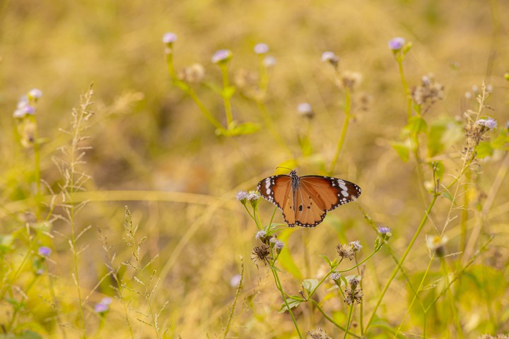 brown-black-butterfly-yellow-flower.jpg