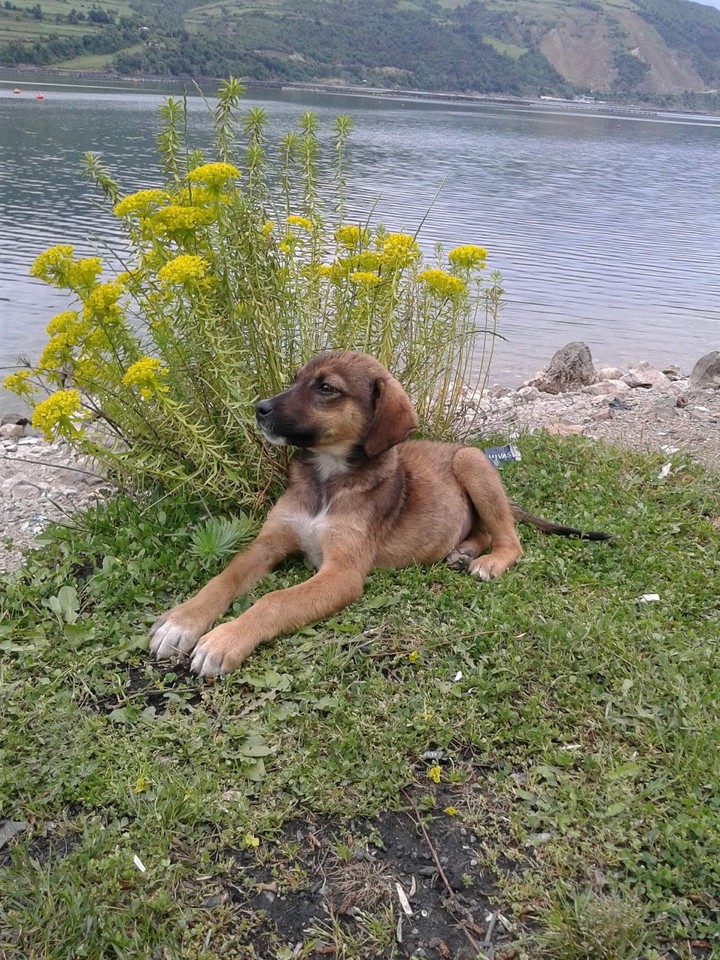 Dog