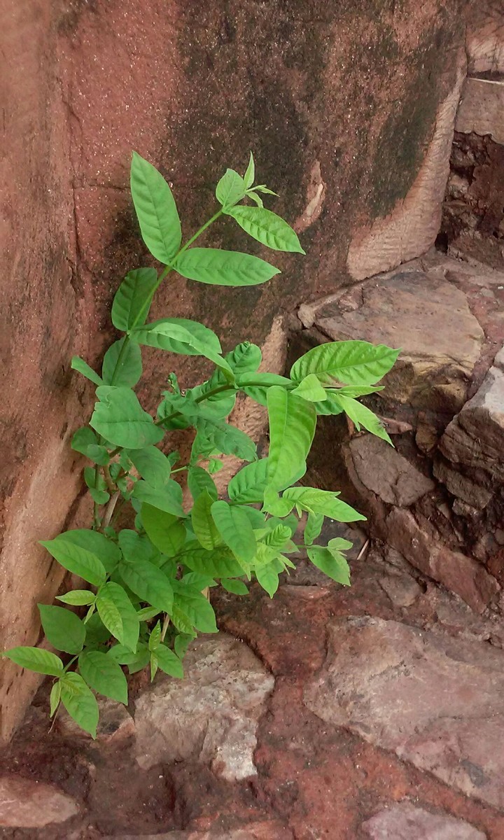 Growing Green
