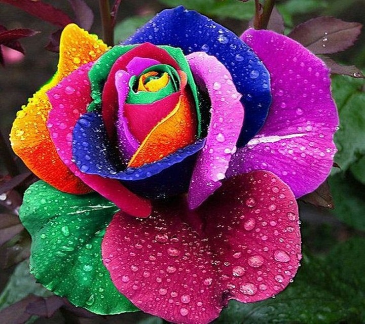 Flor multicolor