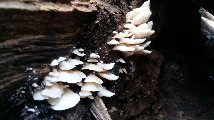 Mushroom