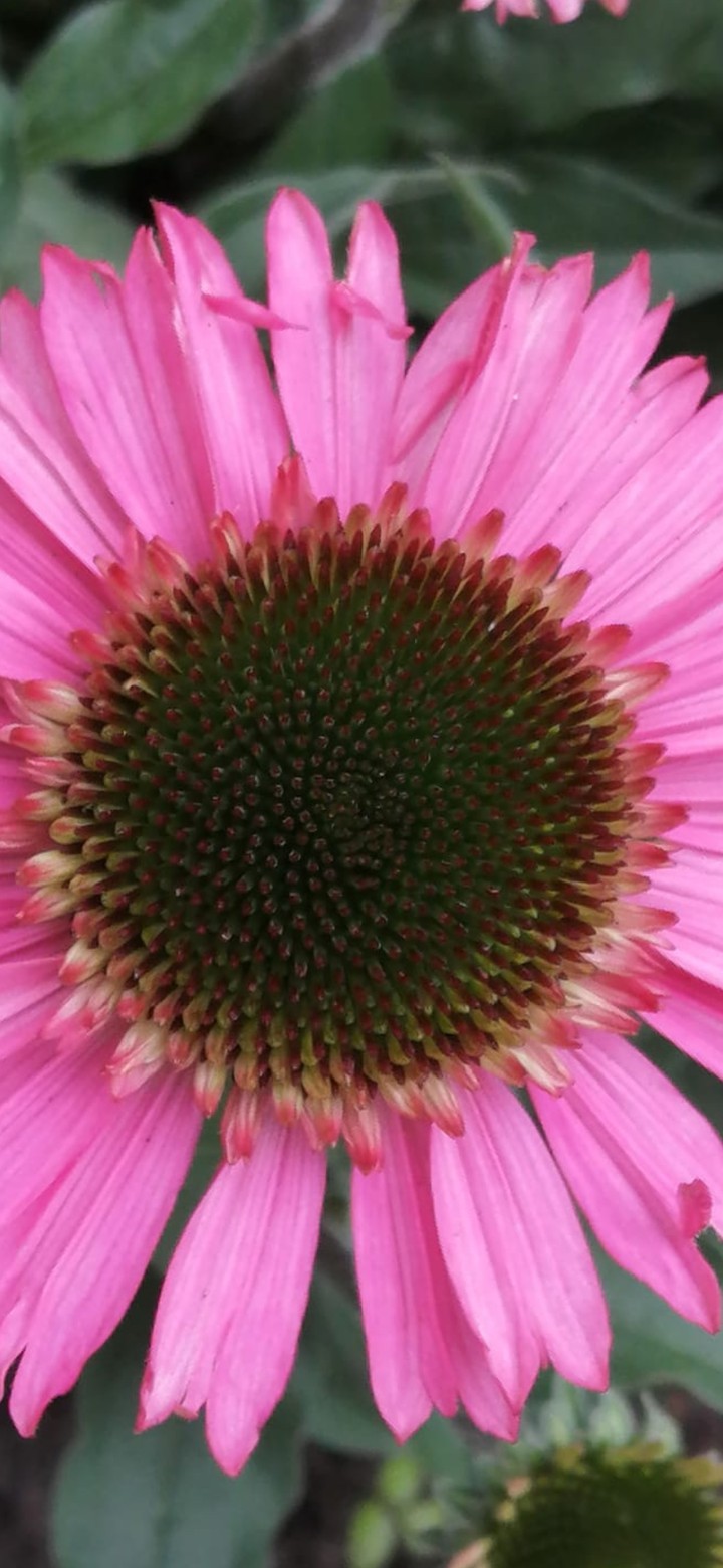 Blume