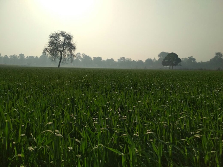 field