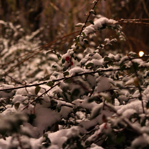 Winter