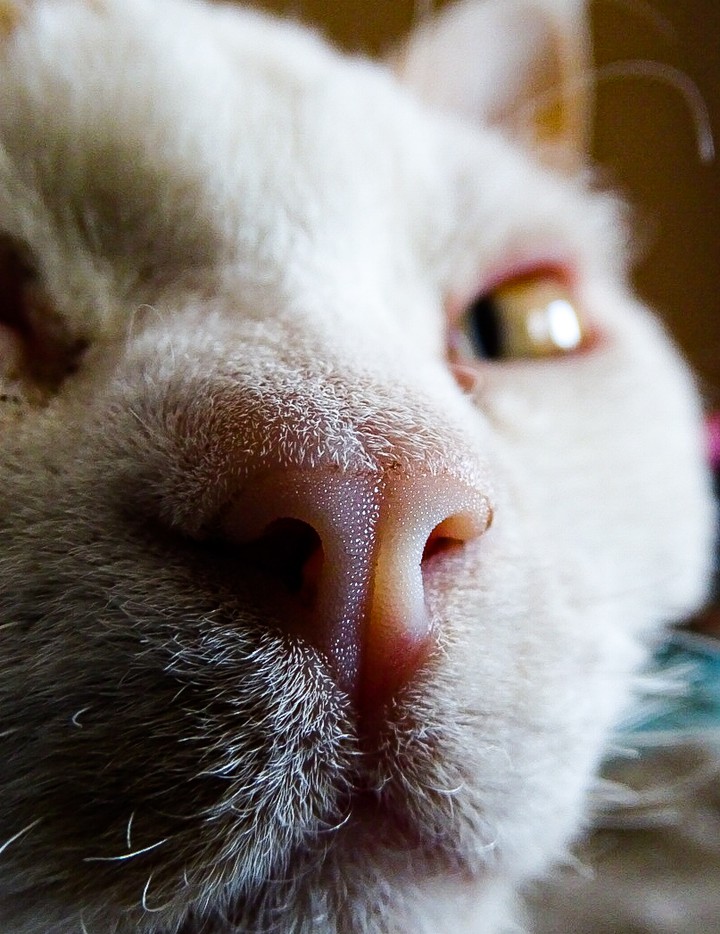Bastet