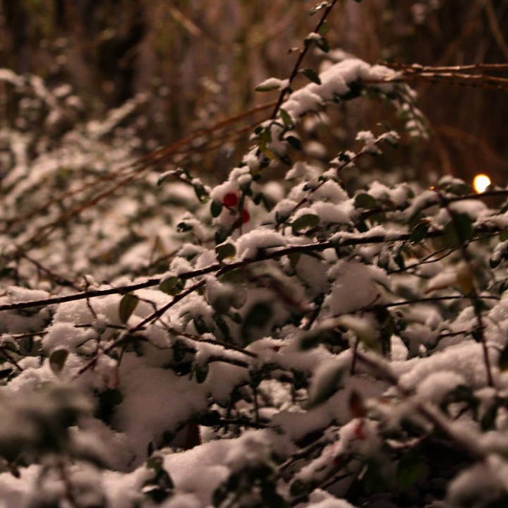 Winter
