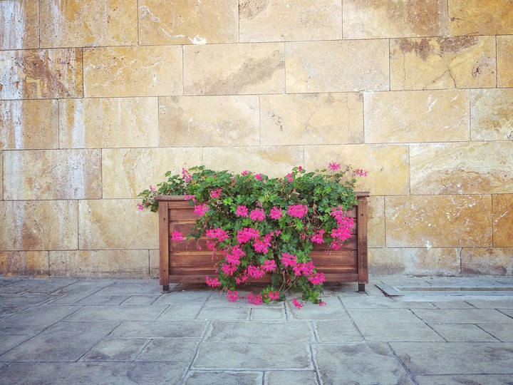 flowers & case