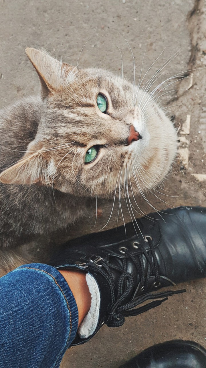 green cat's eyes