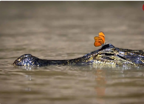 רקעים Alligators, crocodile