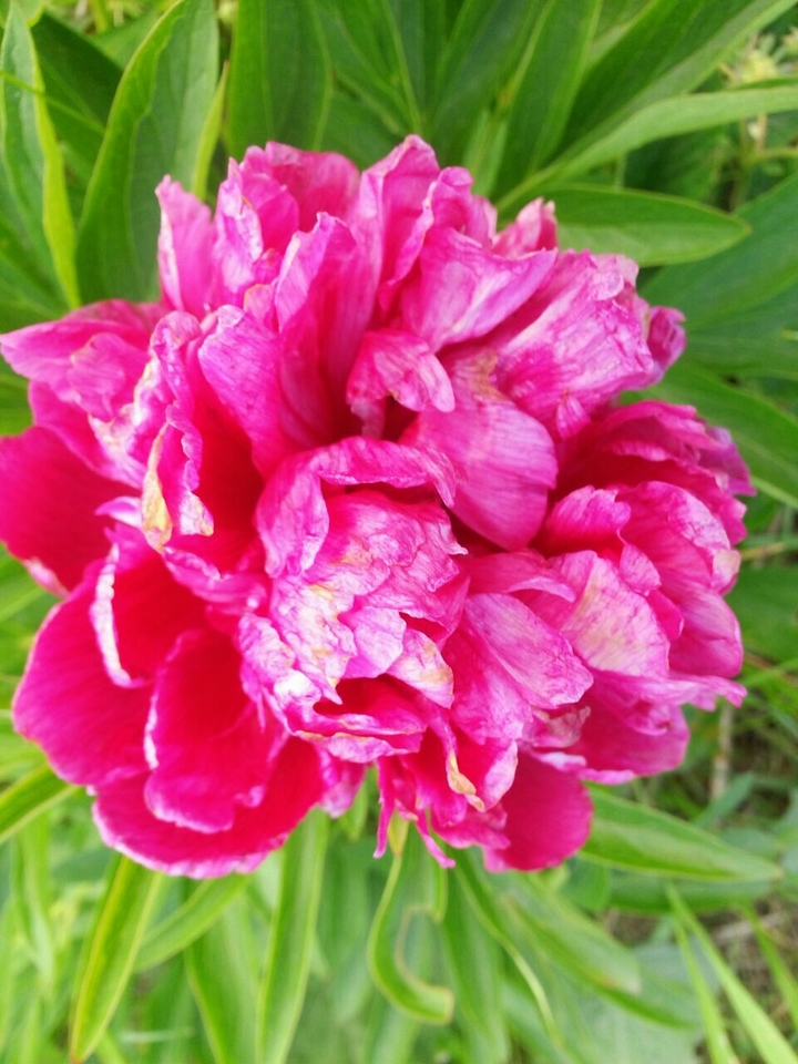 Яркий цветок